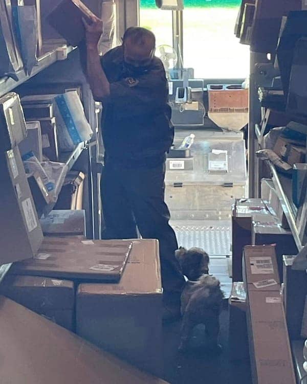 Small dog waits patiently inside UPS delivery truck while driver sorts packages