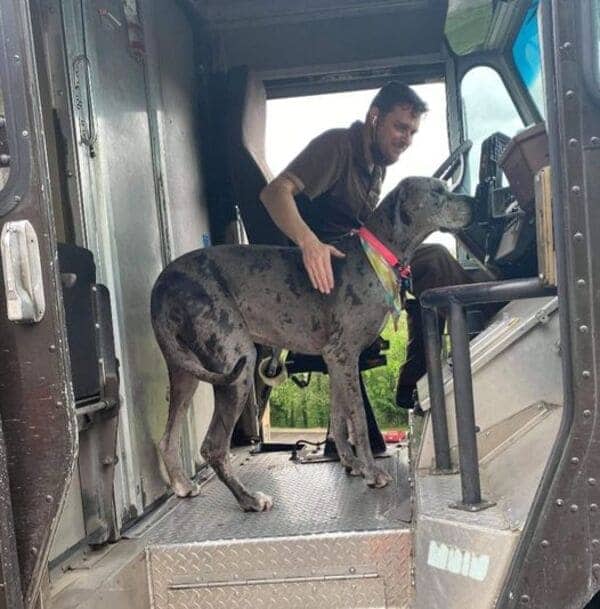 Enormous Great Dane stands inside UPS truck cabin next to smiling delivery driver