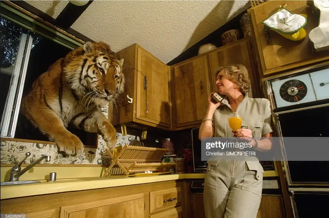 Weird stock photo of massive tiger leaping through kitchen while woman calmly drinks orange juice