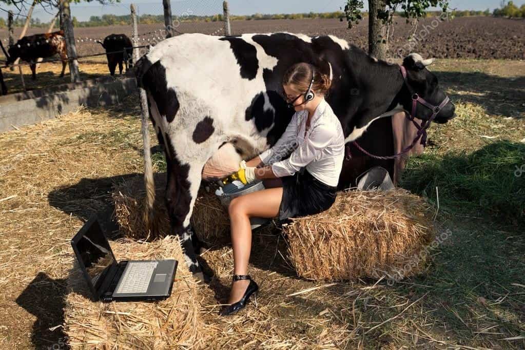 Bizarre weird stock photo of woman milking cow while wearing business headset with laptop nearby