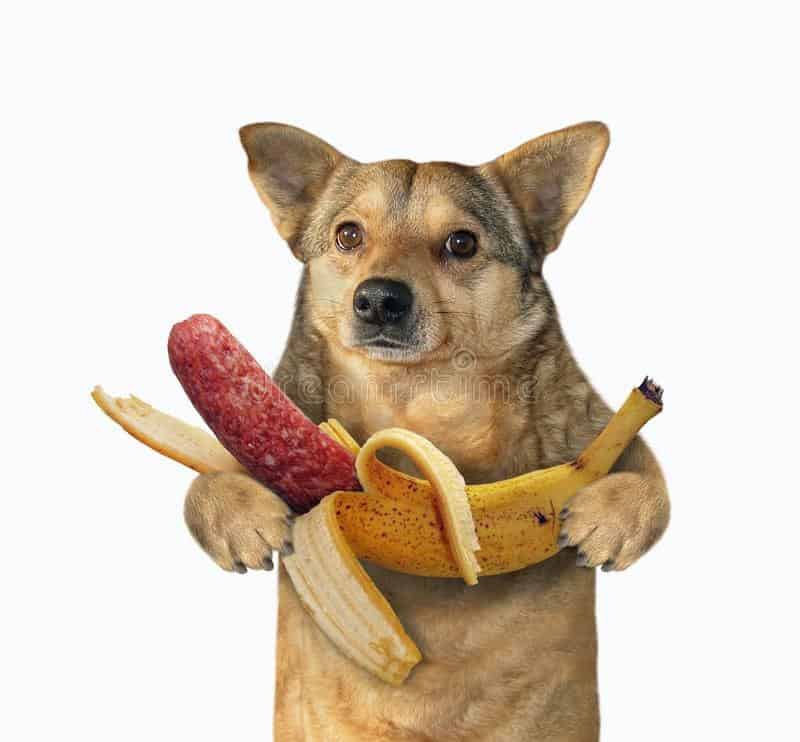 Strange weird stock photo of dog holding salami sausage and peeled banana in paws