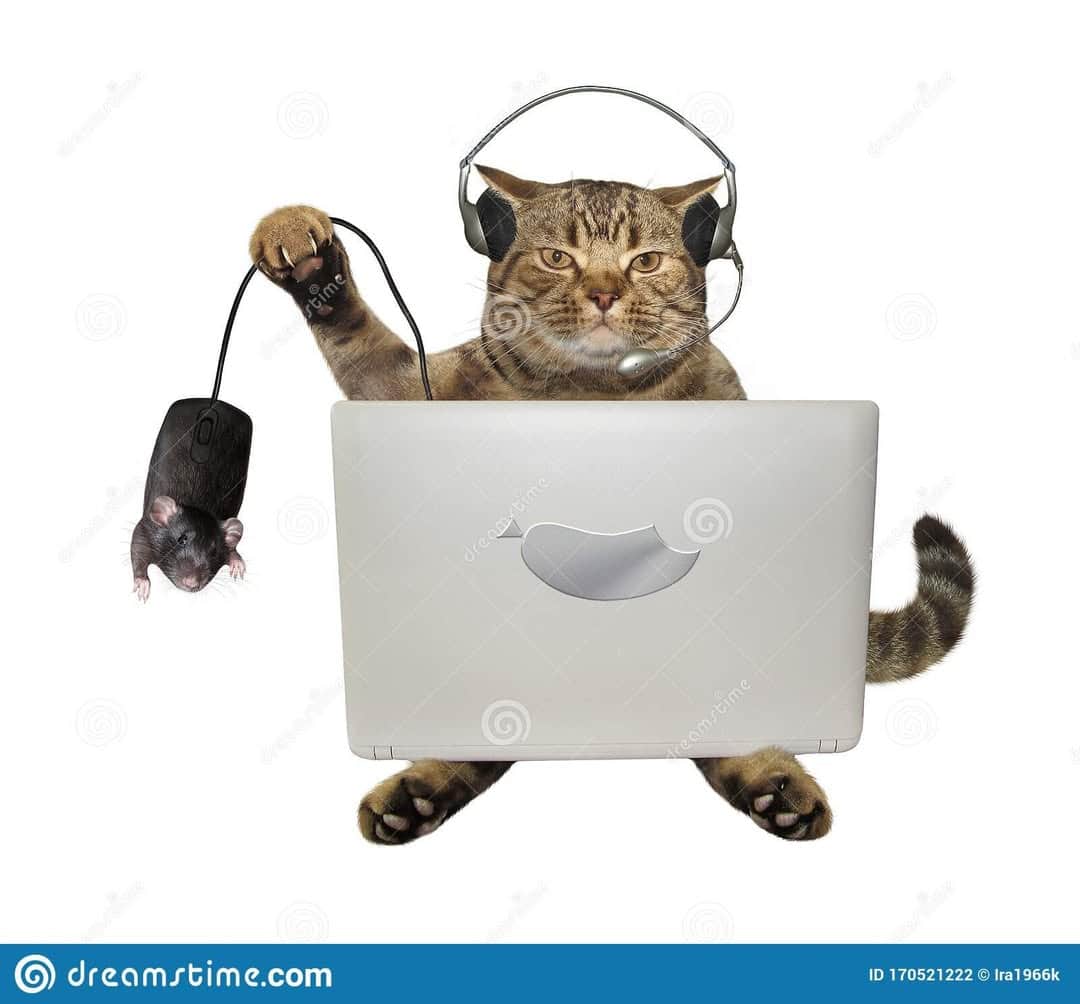 Bizarre weird stock photo of cat wearing headphones at laptop holding real rat as computer mouse