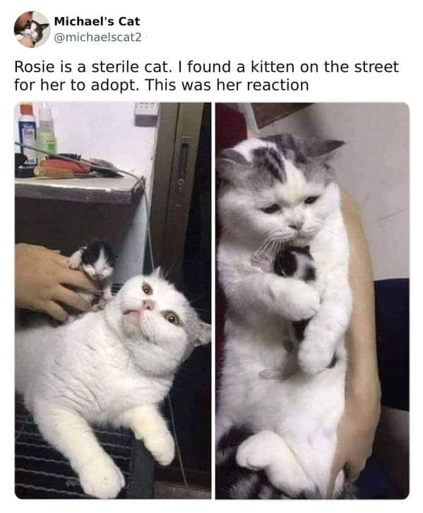 A heartwarming two-panel wholesome meme tells the story of Rosie, a sterile cat who found a new purpose. The first photo captures her stunned, wide-eyed expression upon meeting a stray kitten, while the second shows her hugging the small black and white baby protectively with her eyes closed.