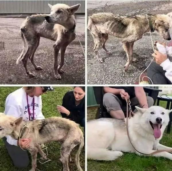 A tear-jerking wholesome meme transformation story told in four panels. It tracks the recovery of a severely emaciated and neglected dog who, thanks to the love of a dedicated rescue team, transformed into a vibrant, smiling, and healthy white husky mix.