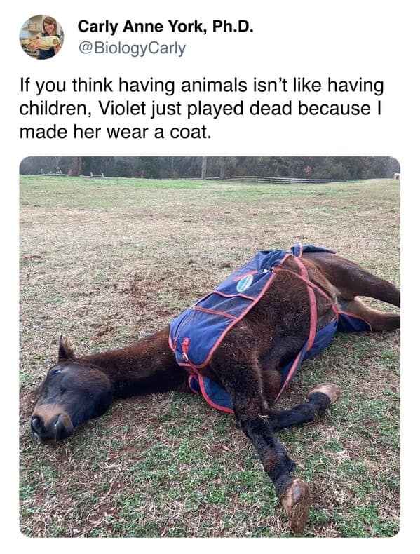 A dramatic wholesome meme post from horse owner Carly Anne York features a brown horse named Violet lying completely flat on her side in a field. The text explains that Violet is just "playing dead" as a stubborn protest because she was made to wear a blue and red winter coat.
