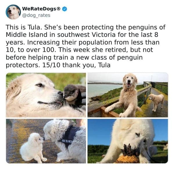A four-panel wholesome meme from WeRateDogs featuring Tula, a fluffy white Maremma Sheepdog. The post details her 8-year career protecting a penguin population on Middle Island, helping them grow from 10 to over 100 before her well-earned retirement.