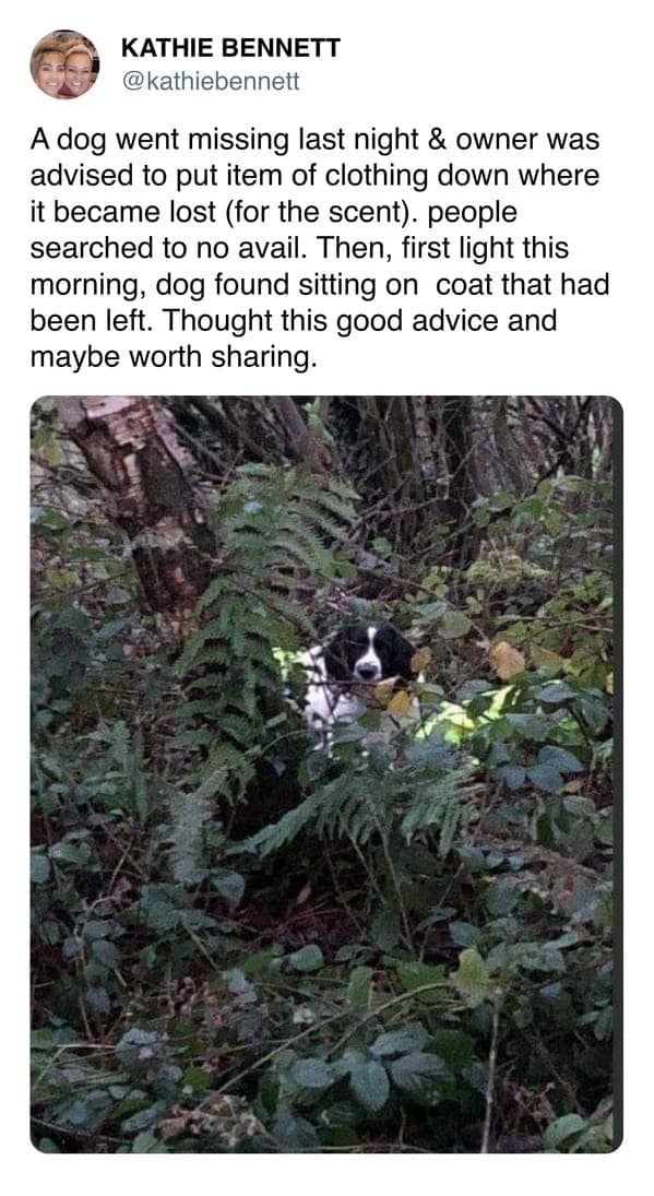 A helpful and wholesome meme shares a vital survival tip for pet owners. Below a photo of a dog peeking through thick forest brush, the text explains how a missing dog was found at dawn safely sitting on its owner's coat, which had been left in the woods specifically so the dog could find the owner's scent.
