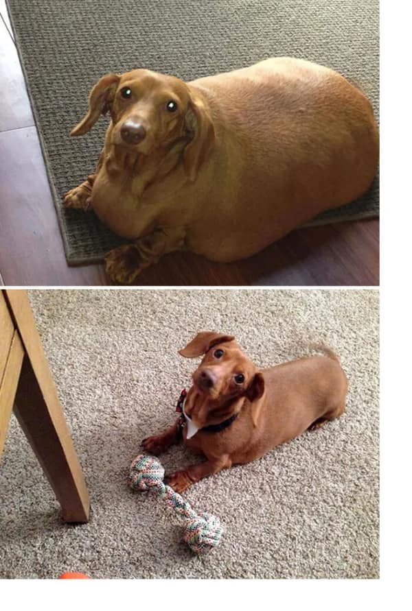 A triumphant wholesome meme before-and-after of an orange dachshund. The top photo shows the dog suffering from extreme obesity, while the bottom shows him fit, energetic, and happily posing with a rope toy after a successful health intervention.