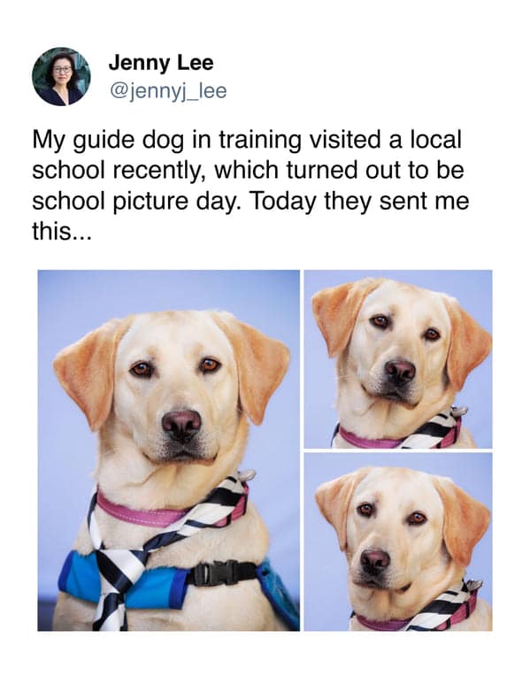 A professional school portrait series serves as a wholesome meme regarding the hardest worker in the building. A golden retriever guide dog in training poses for school picture day, tilting his head with a gentle gaze while wearing a blue service vest and a black-and-white striped tie.