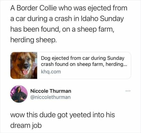 A viral wholesome meme news headline reporting on a Border Collie who was ejected from a car during a crash and found later on a nearby sheep farm, instinctively herding sheep. A reply from Niccole Thurman perfectly notes the dog was "yeeted into his dream job."