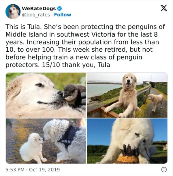 viral wholesome meme from WeRateDogs honoring Tula the Great Pyrenees. Tula spent 8 years protecting an endangered penguin colony on Middle Island, helping their population grow from fewer than 10 to over 100 before training a new generation of "penguin protectors."