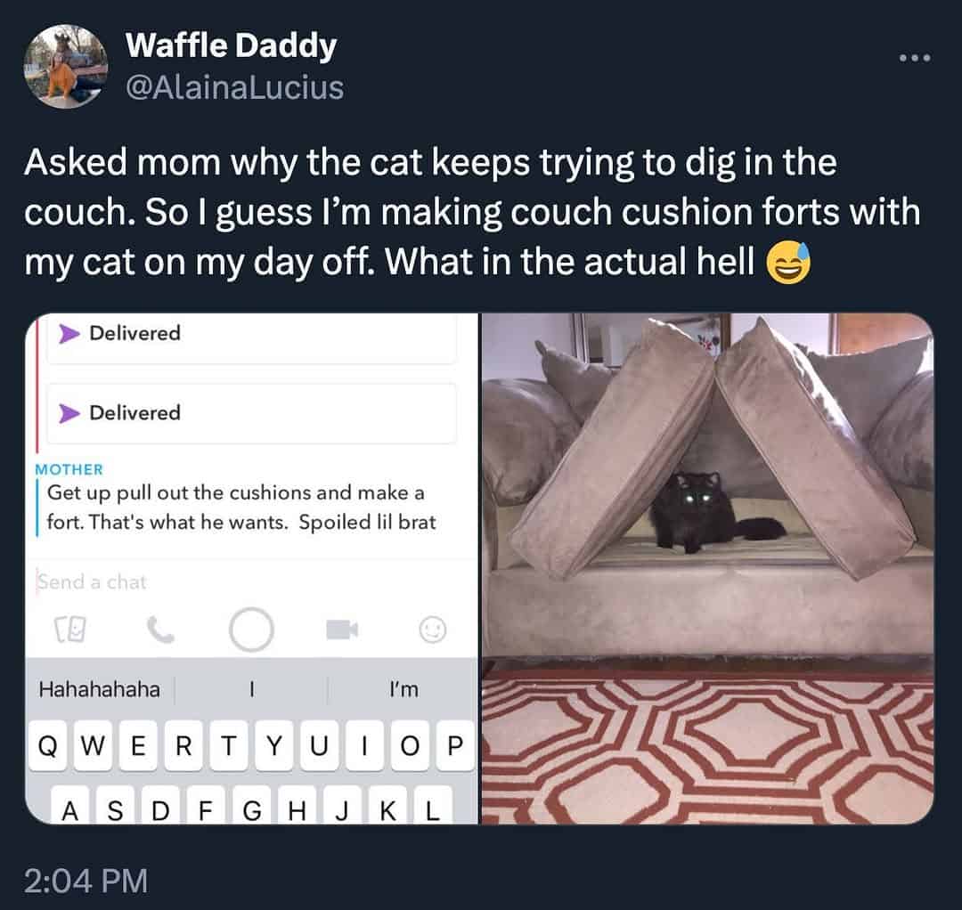 A cozy wholesome meme showing a black cat peeking out from a makeshift tent made of couch cushions. The owner explains that after asking their mom why the cat was digging, they ended up spending their day off building a "cushion fort" for their "spoiled lil brat."