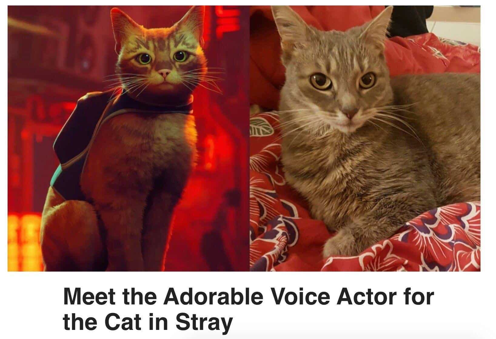 Side by side of Stray video game cat character and real tabby cat identified as the adorable voice actor