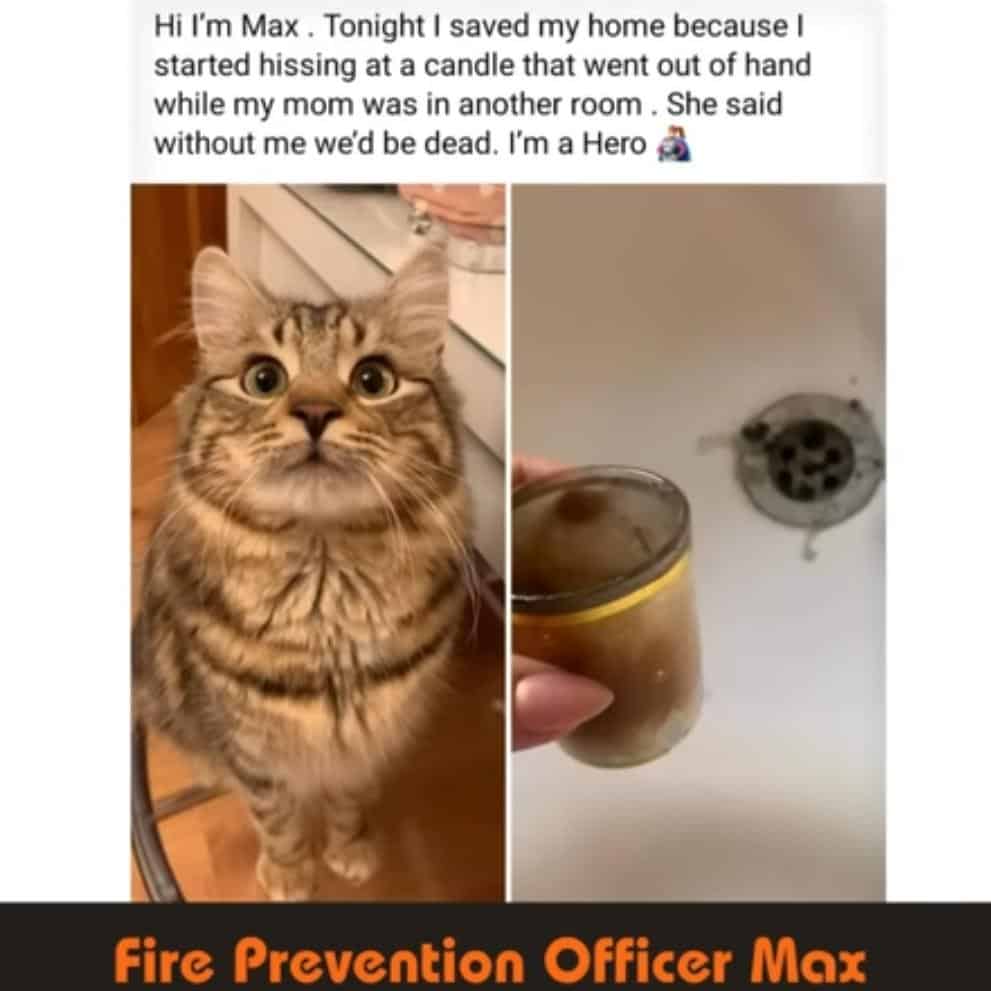 Facebook post about cat Max who hissed at dangerous candle fire saving his home labeled Fire Prevention Officer Max