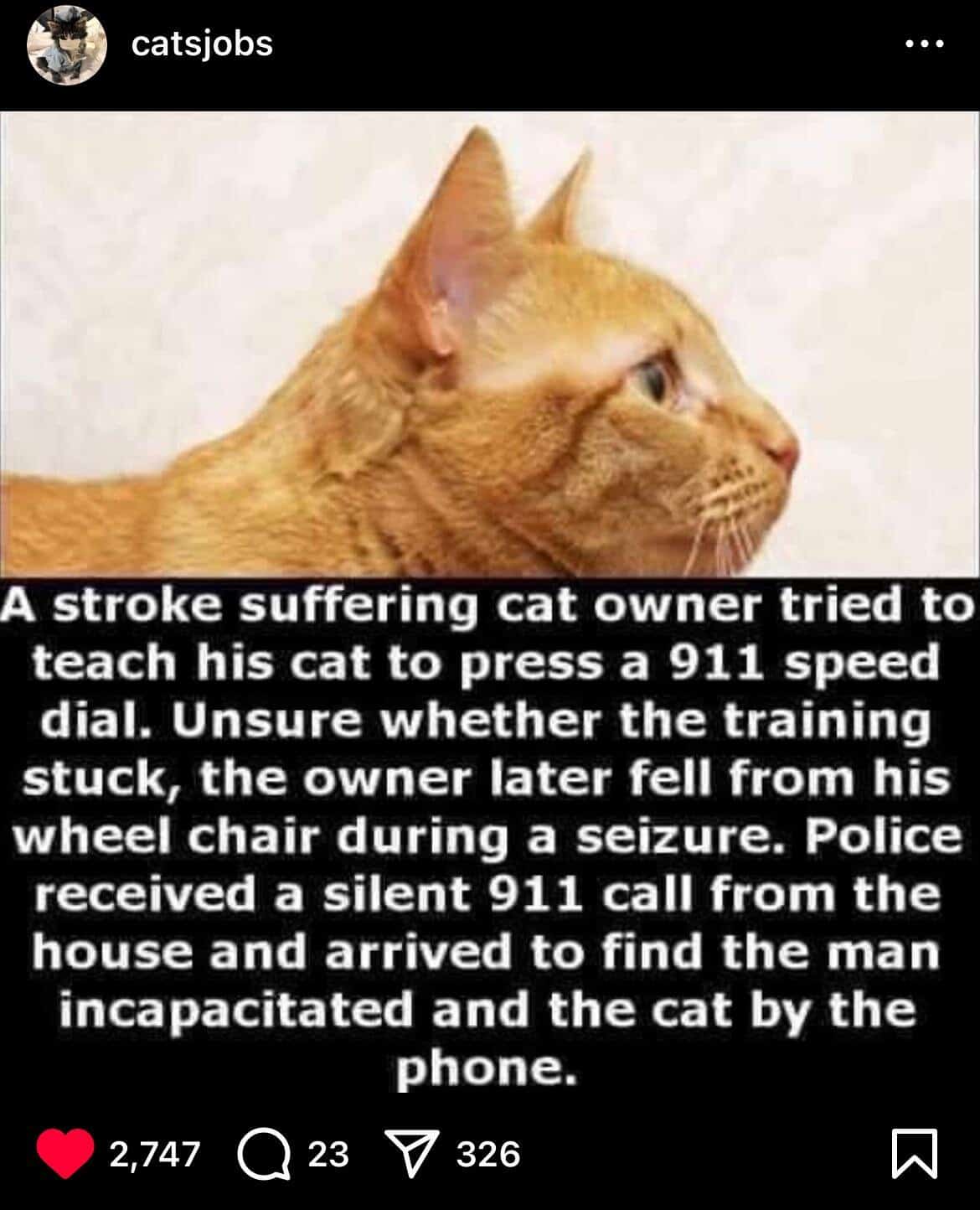 Instagram post about orange cat who called 911 for stroke victim owner found by police sitting next to phone