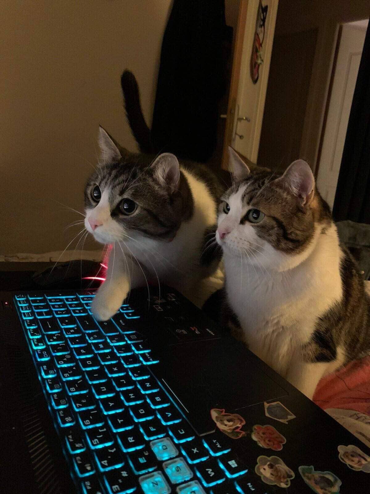 Two tabby cats with white markings sitting at glowing RGB gaming keyboard looking intently at screen together