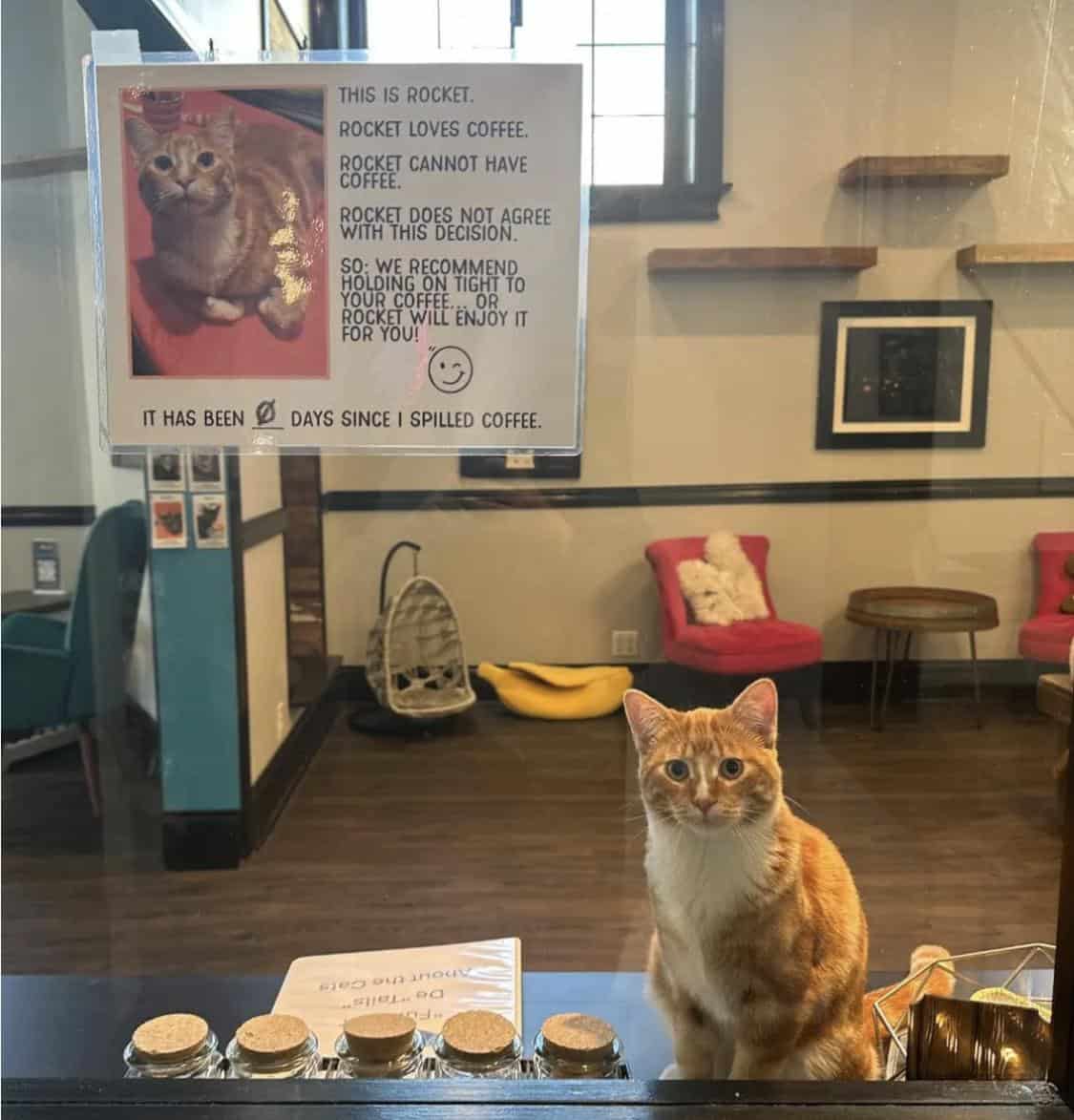 Orange cat named Rocket sitting at coffee cafe counter under warning sign about him stealing customers' coffee zero days incident free
