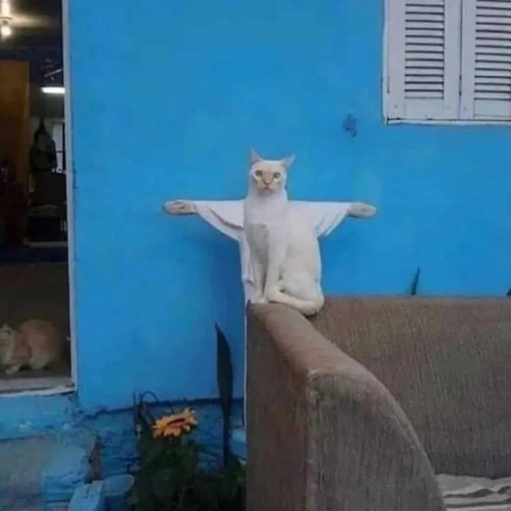 White cat wearing oversized white t-shirt sitting with arms spread wide resembling Christ the Redeemer statue pose