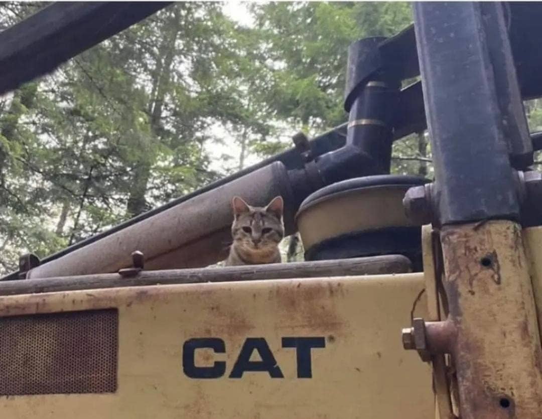 Cat peering over edge of yellow Caterpillar heavy equipment machine in wooded area perfect framing