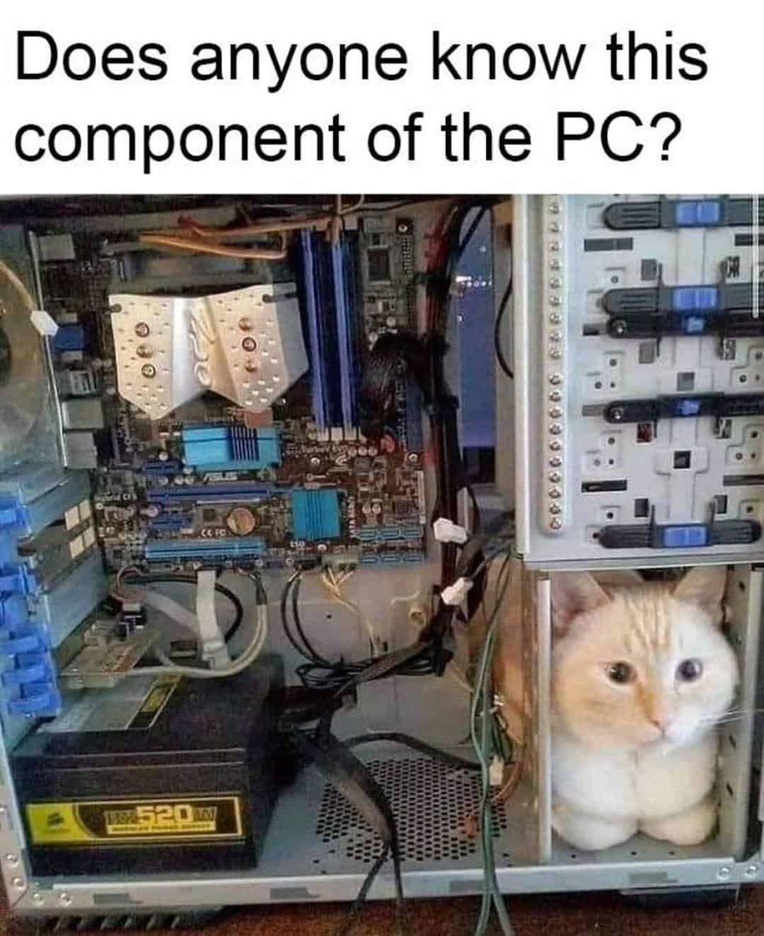 Meme of orange and white cat face peering out from inside open desktop PC tower captioned does anyone know this component