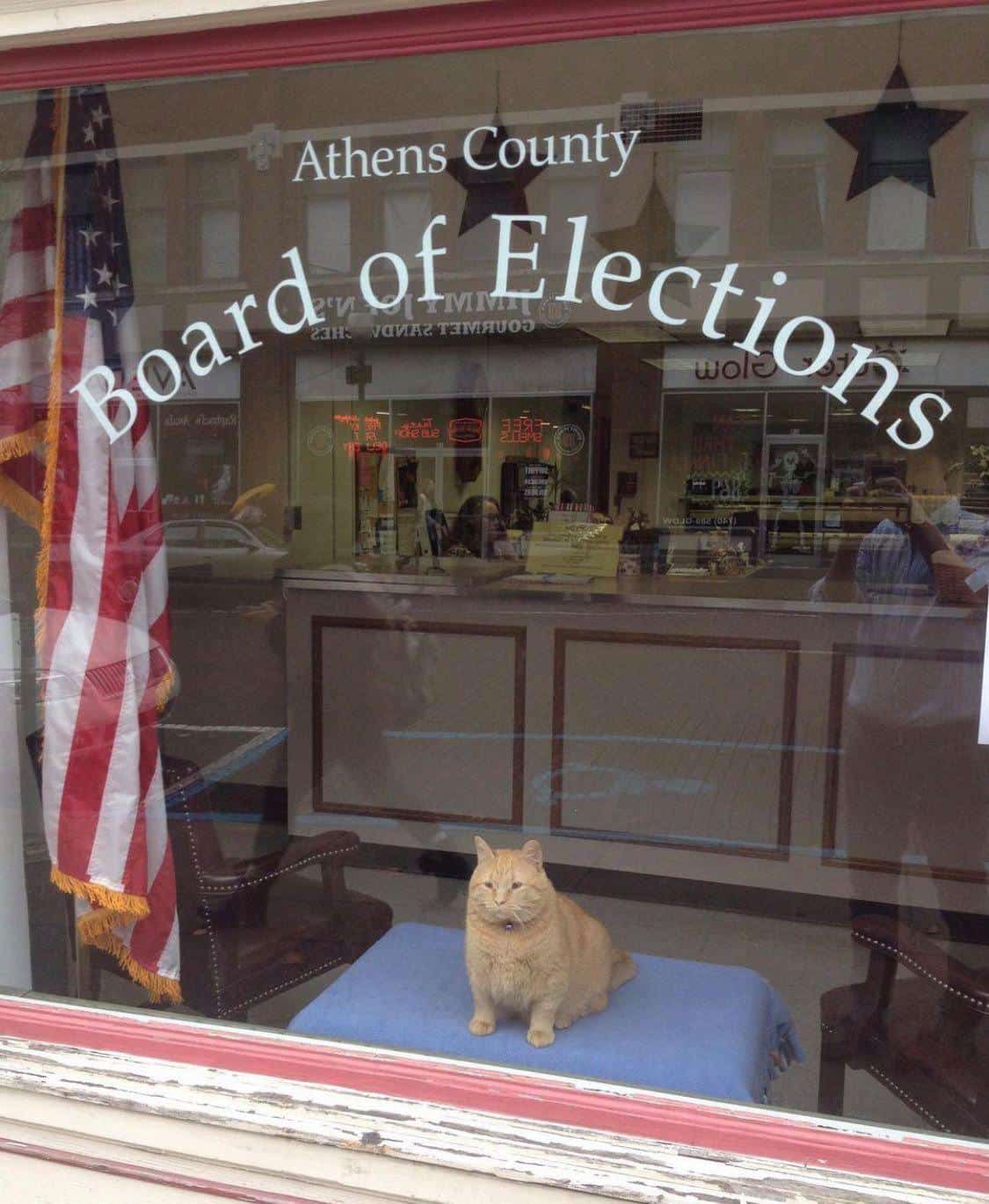 Large orange tabby cat sitting in window display of Athens County Board of Elections office with American flag
