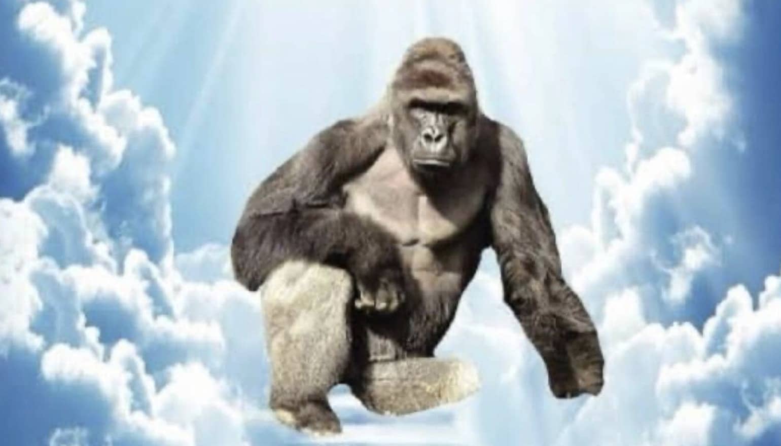 Harambe the gorilla sitting majestically in heaven surrounded by bright white clouds and ethereal sunlight.