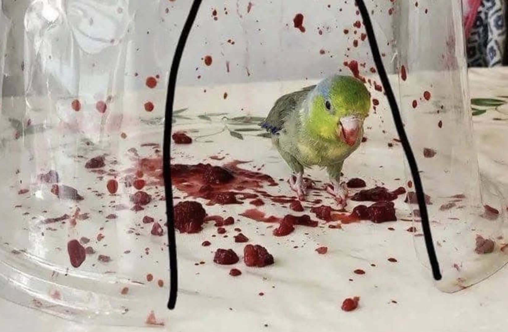 A small green parrotlet stands inside a plastic cover surrounded by messy crushed red raspberries.