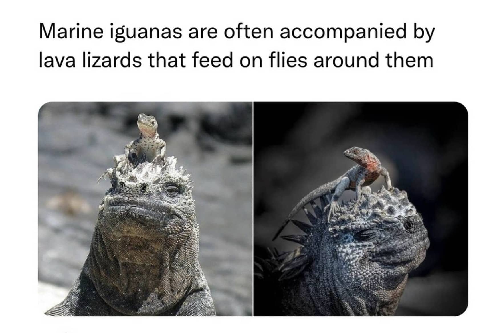 Marine iguanas with lava lizards perched on their heads in symbiotic relationship feeding on nearby flies.
