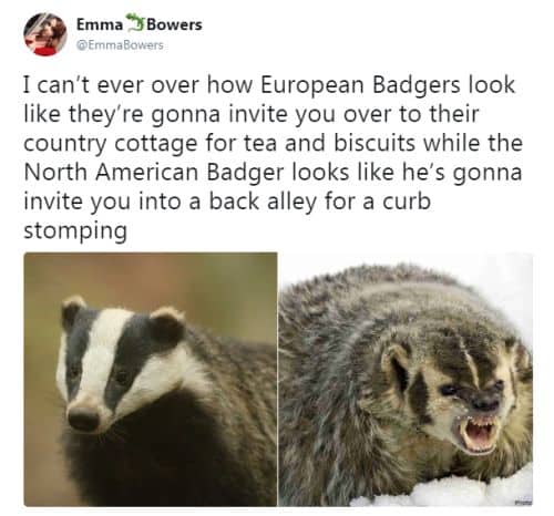 A side-by-side animal photo comparing a calm European badger with a snarling American badger.