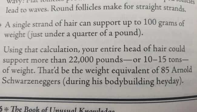 A book excerpt calculating the weight capacity of a human head of hair using Arnold Schwarzeneggers.