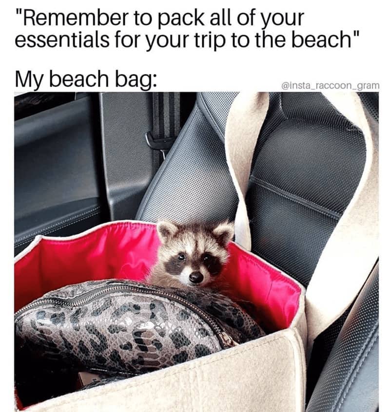 A raccoon sitting inside a beach bag in a car as a travel essential.