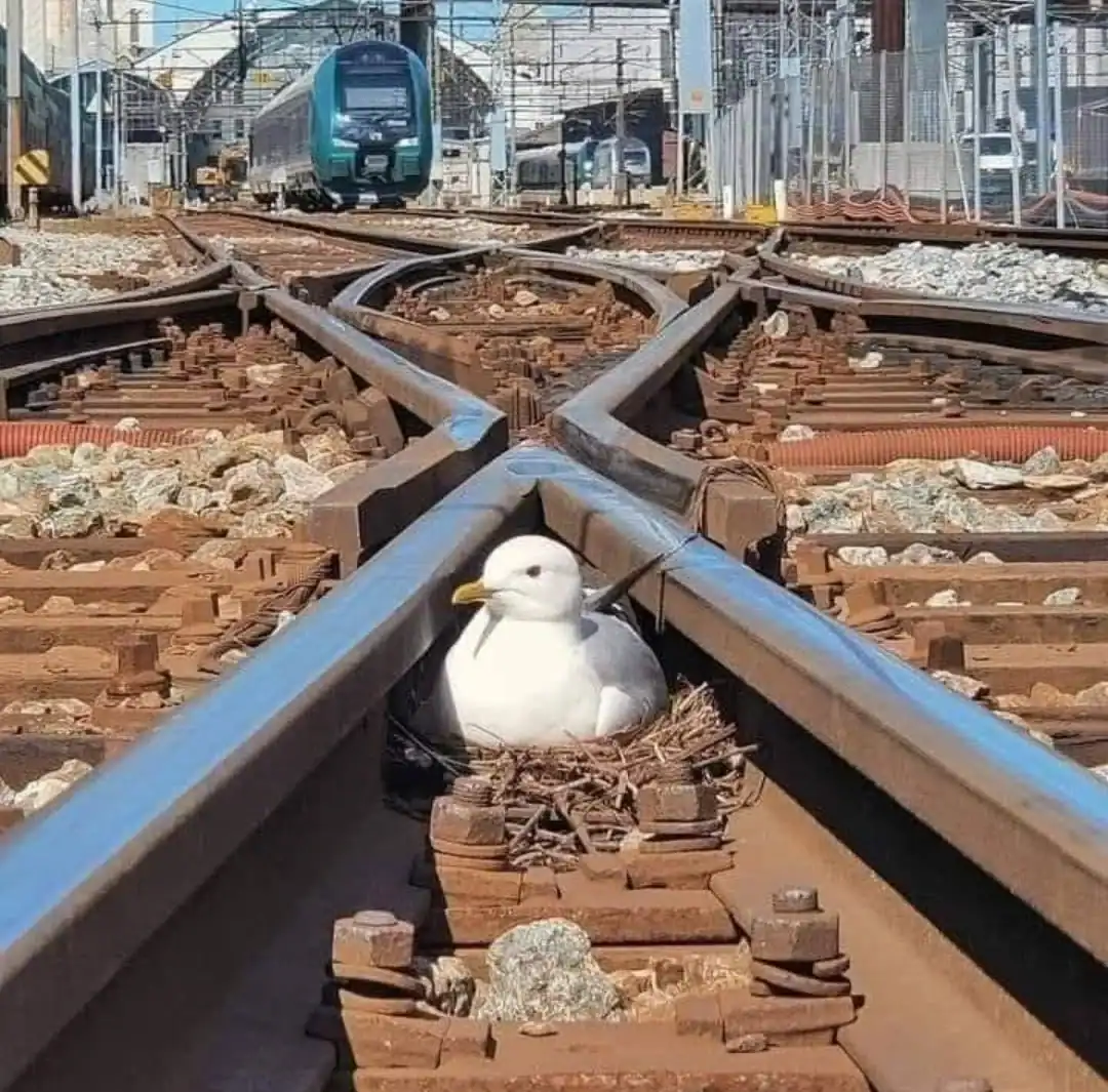 A white seagull sitting in a nest built directly between the rails of a train track.