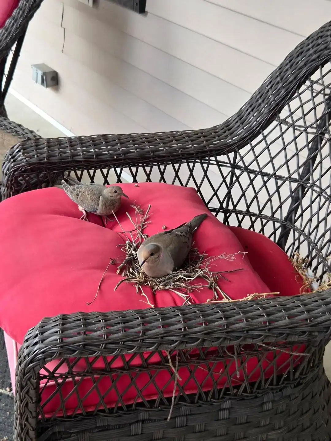 Two birds on a red patio chair cushion with a few sticks scattered around one bird.
