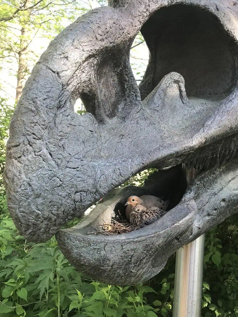 A small bird and its chick sitting in a nest built inside the mouth of a dinosaur statue.