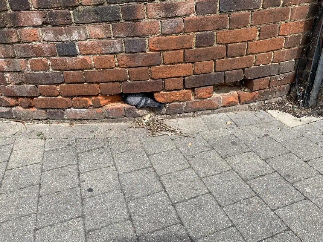 A pigeon squeezed into a small gap in a brick wall with a pile of sticks below.