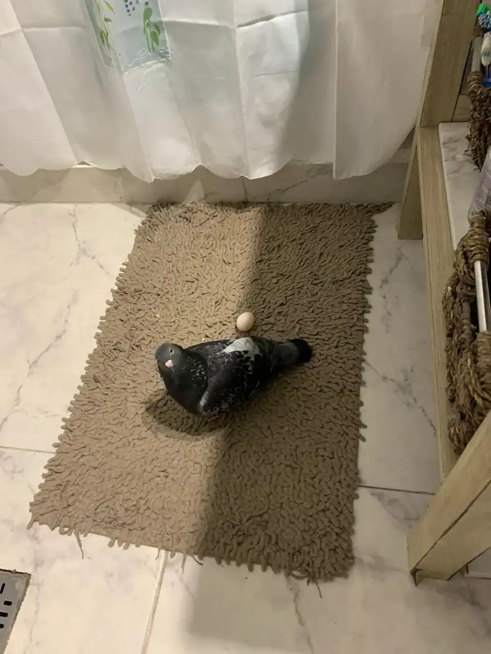 A pigeon standing over a single egg laid directly on a brown bathroom rug.