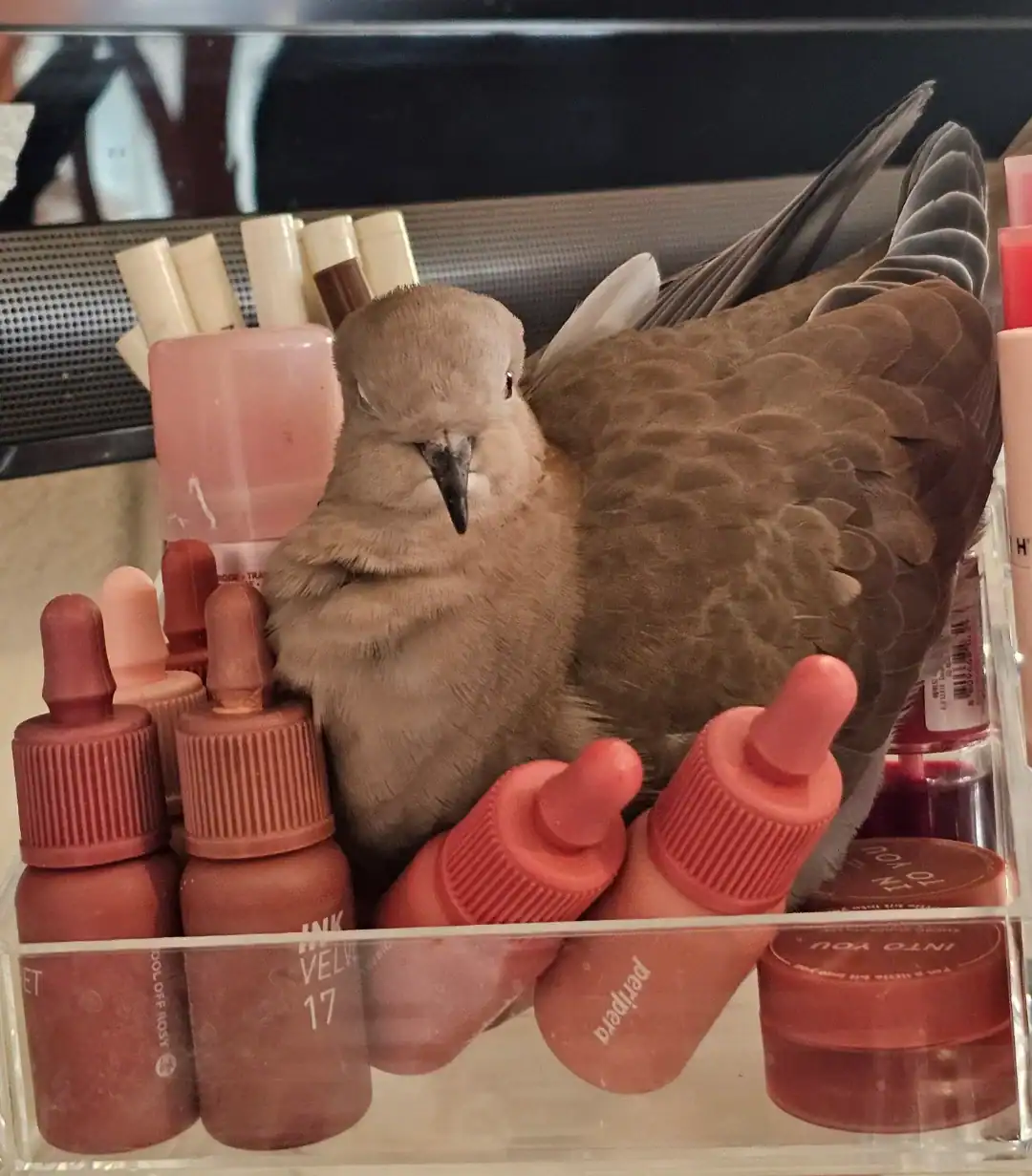 A bird sitting on its egg inside a clear plastic makeup organizer filled with bottles.