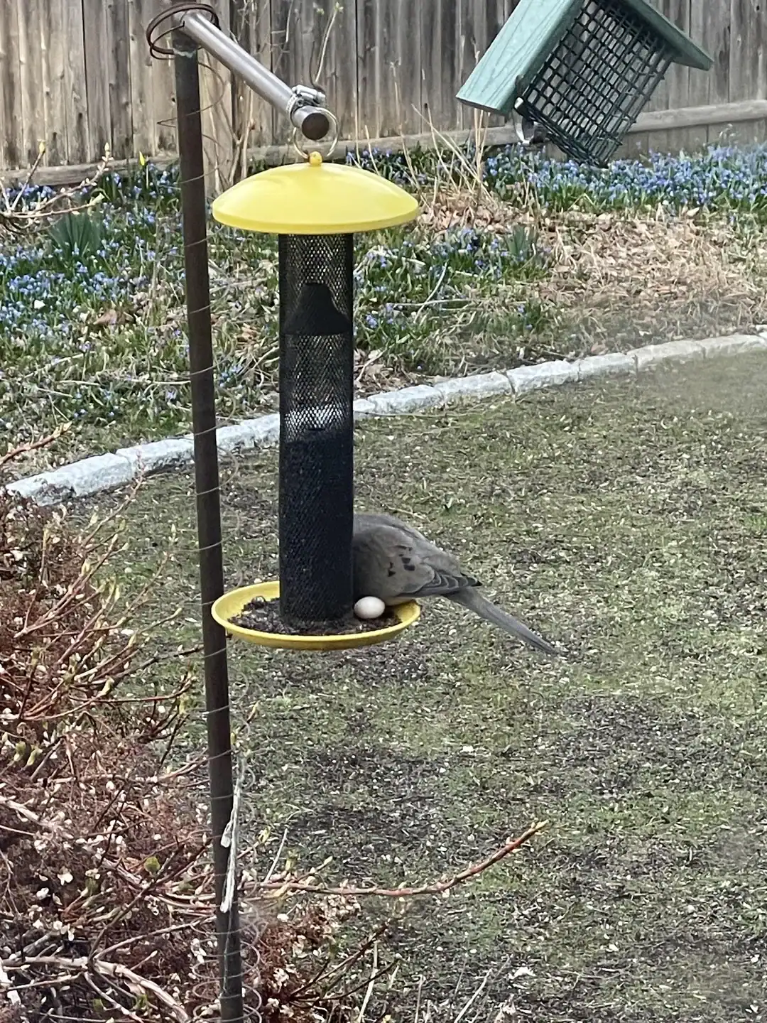 A bird sitting on an egg laid on the narrow yellow rim of a bird feeder.