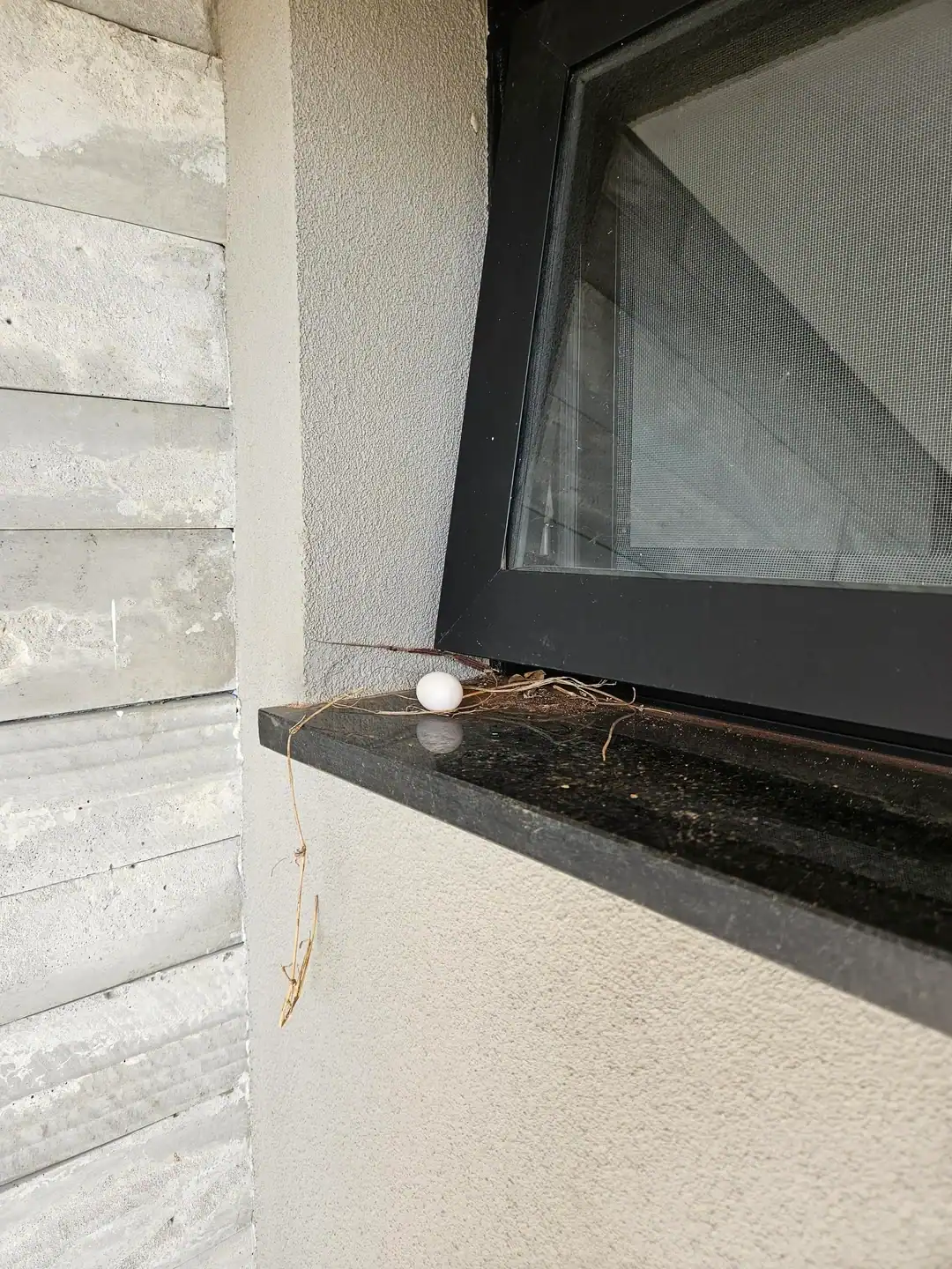 A single white egg sitting precariously on a few scattered sticks on a window ledge.