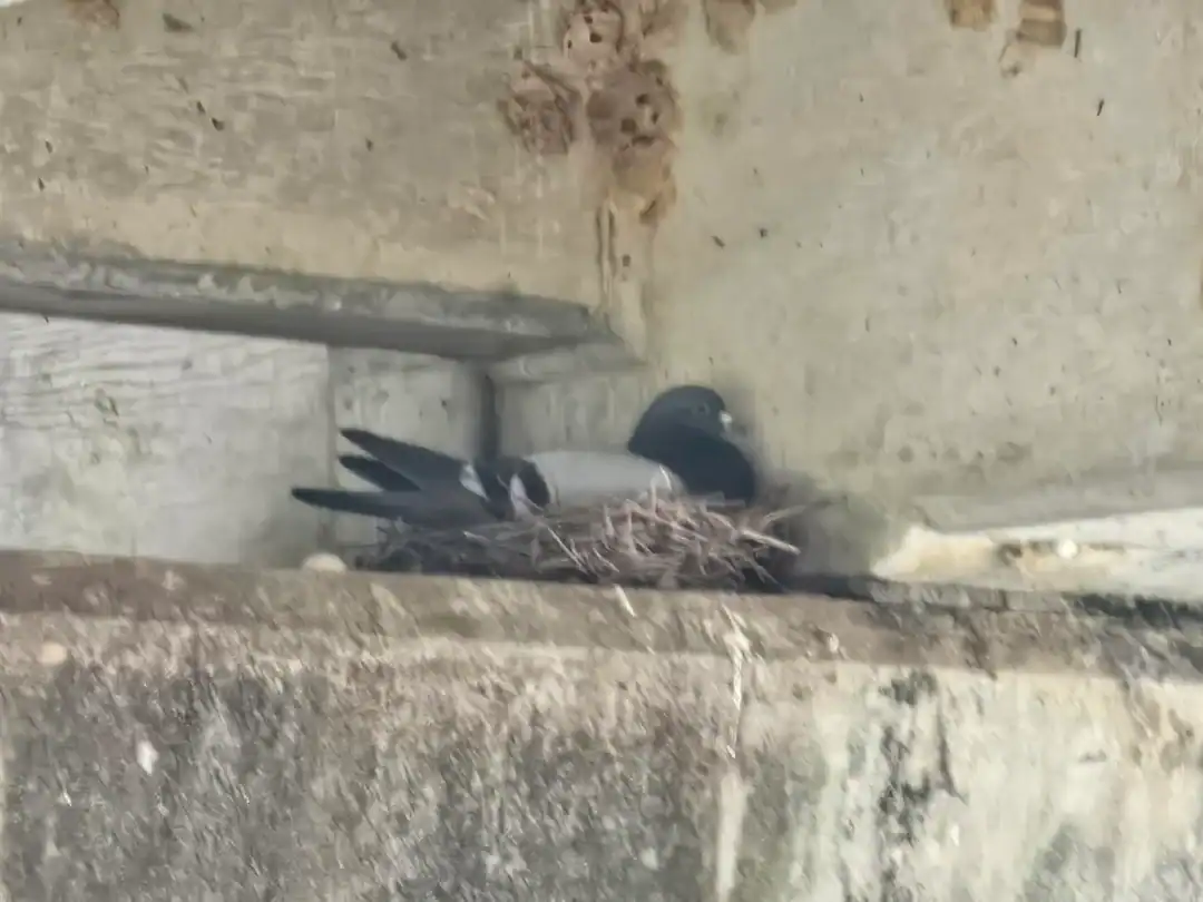 A pigeon sitting in a messy nest built on a high concrete ledge.