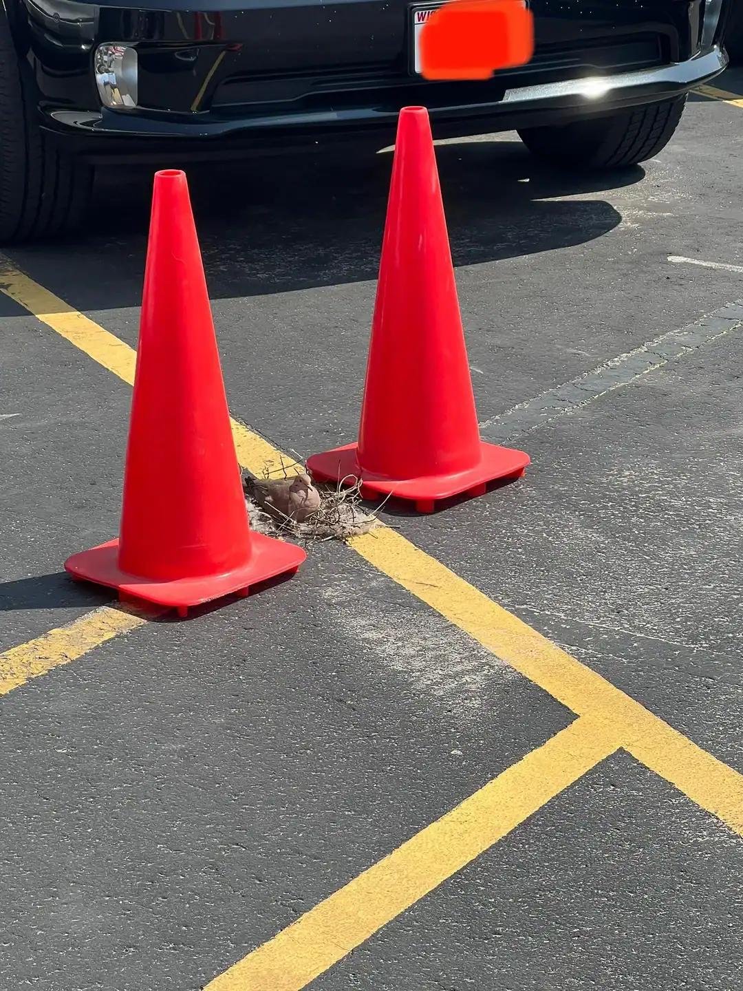 A bird sitting in a sparse nest on the asphalt between two bright orange traffic cones.