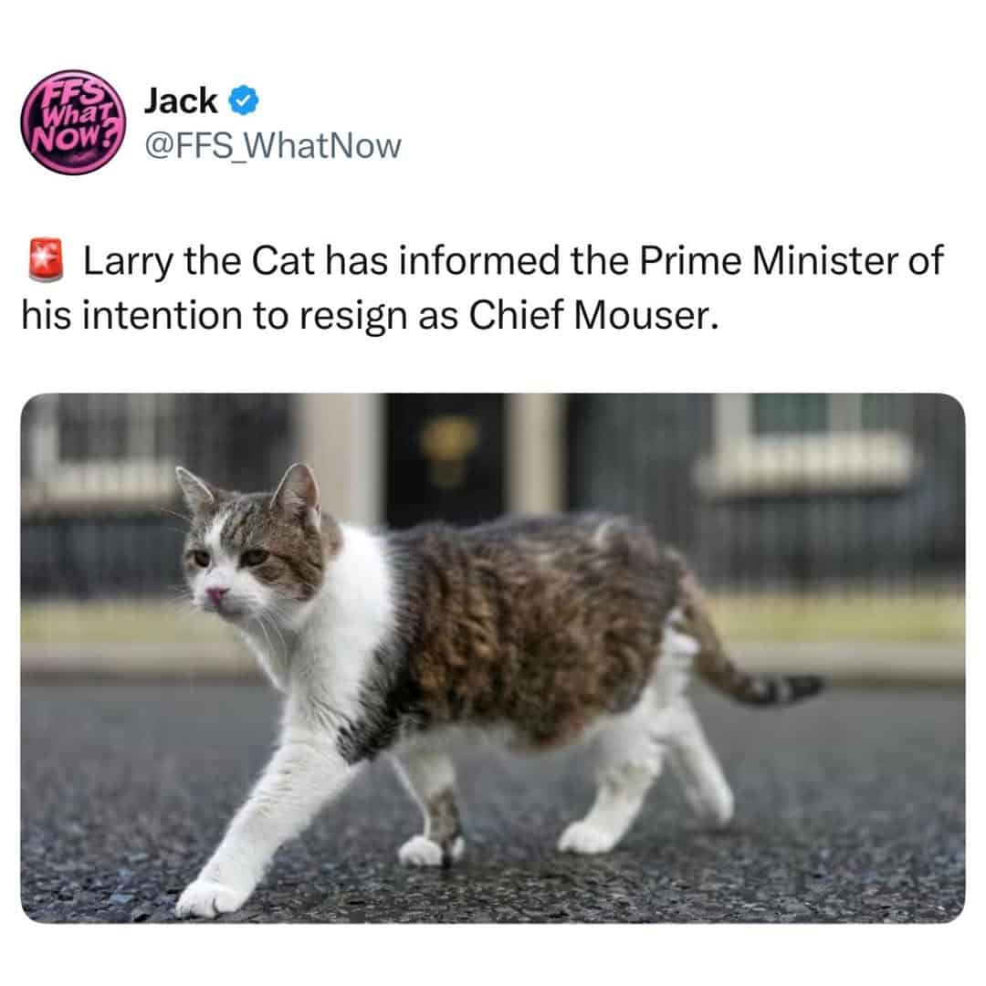 british meme tweet from @FFS_WhatNow claiming Larry the Cat has informed the Prime Minister of his intention to resign as Chief Mouser, featuring a photo of the iconic tabby strutting confidently across a London road.