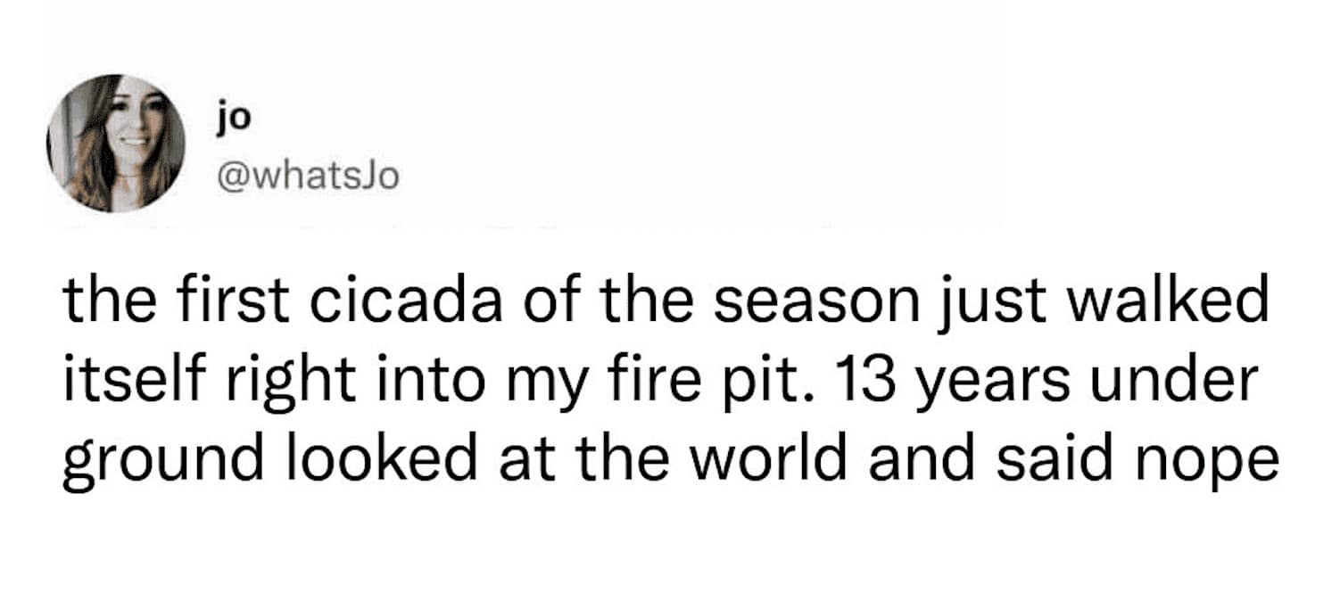 tweet by 'jo' describing a cicada emerging after 13 years only to immediately fly into a fire pit, serving as a darkly relatable bug meme about the state of the world.