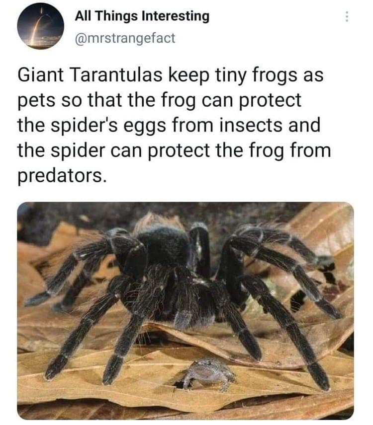 A macro photo of a massive spider and a tiny frog illustrates a mutualistic relationship between species in this fascinating insect meme.