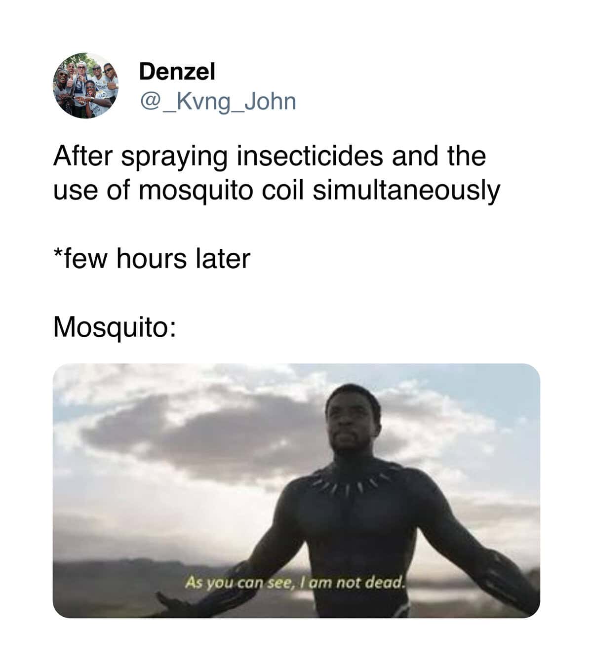 Black Panther's iconic line is used as an insect meme to describe a mosquito that survives a double dose of insecticide and coils.