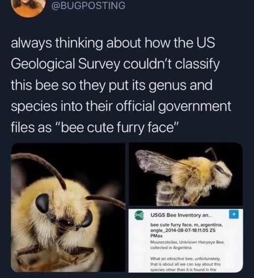 Official government documentation classifying a species as a bee cute furry face serves as a wholesome and funny insect meme.