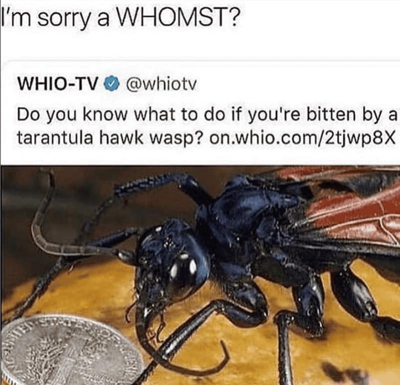 A macro photo of a tarantula hawk wasp next to a coin highlights the terrifying scale of nature in this viral bug meme.
