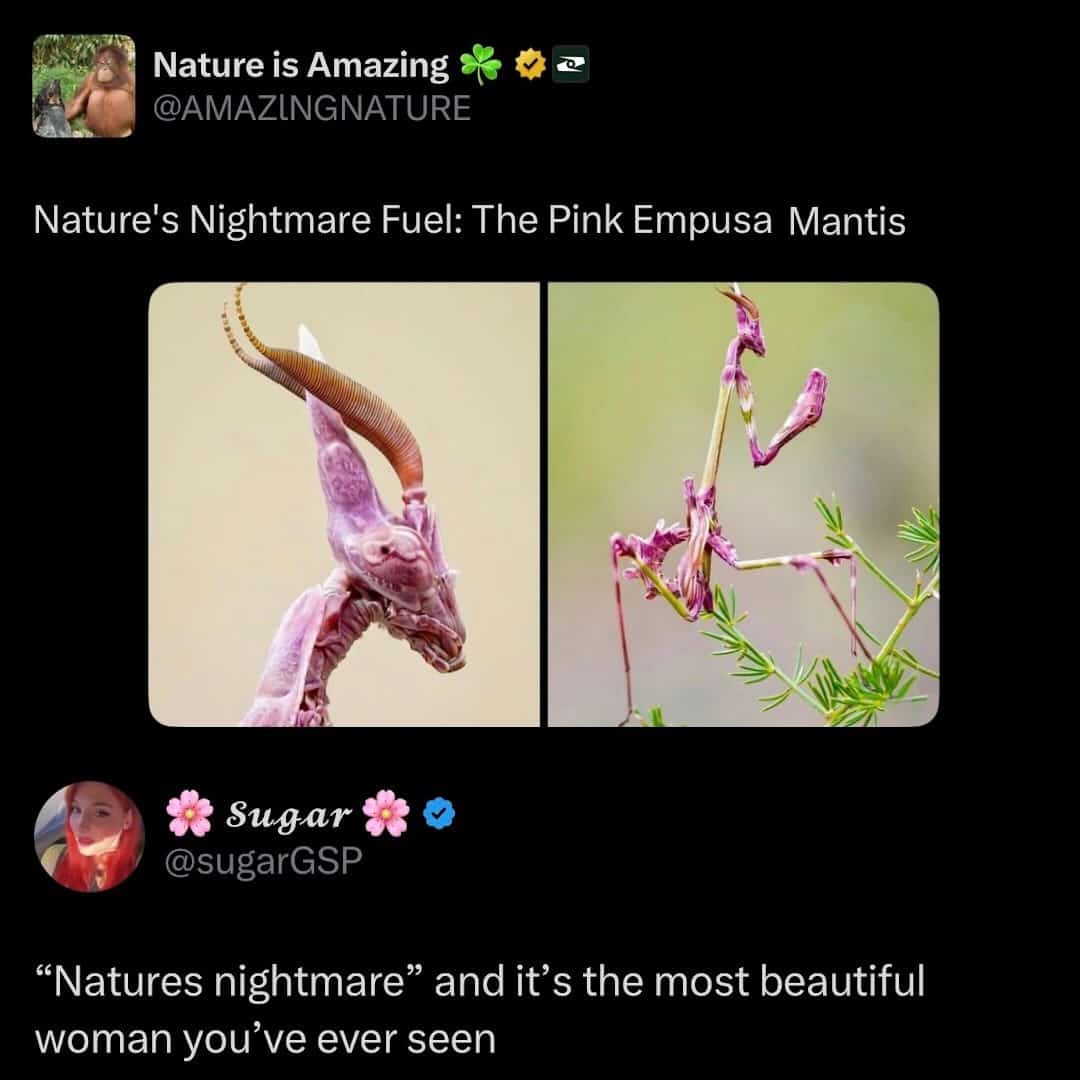 A side-by-side comparison of a Pink Empusa Mantis described as nature's nightmare fuel versus a comment calling it a beautiful woman in this aesthetically pleasing insect meme.