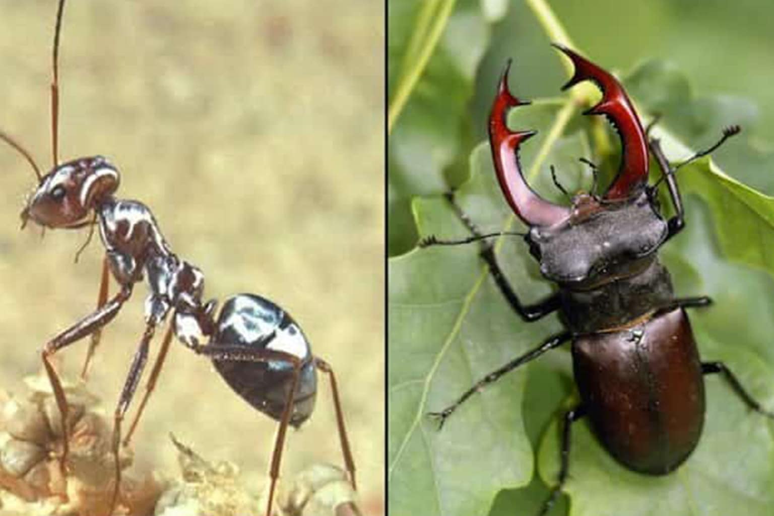 bug memes gallery showcasing the absurdity of the insect world, featuring the infamous "lamp" moth, a cicada’s immediate regret, and the surprising pet-owning habits of tarantulas.