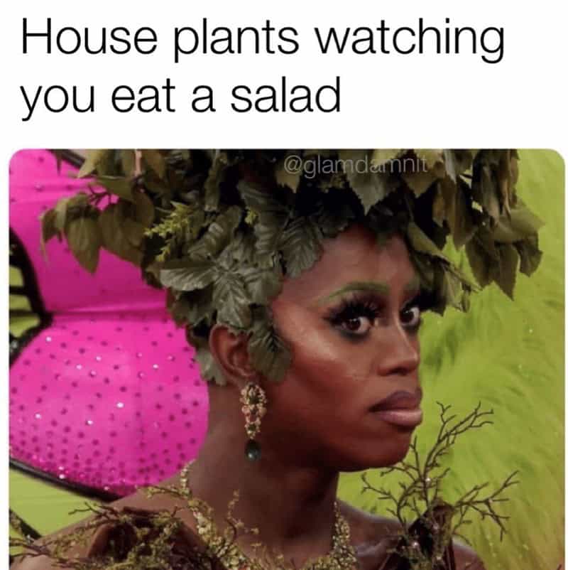 A drag queen dressed in foliage gives a suspicious side-eye as a relatable caesar salad meme for houseplant owners.